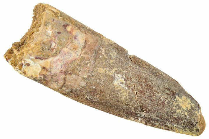 Fossil Spinosaurus Tooth - Real Dinosaur Tooth #322289